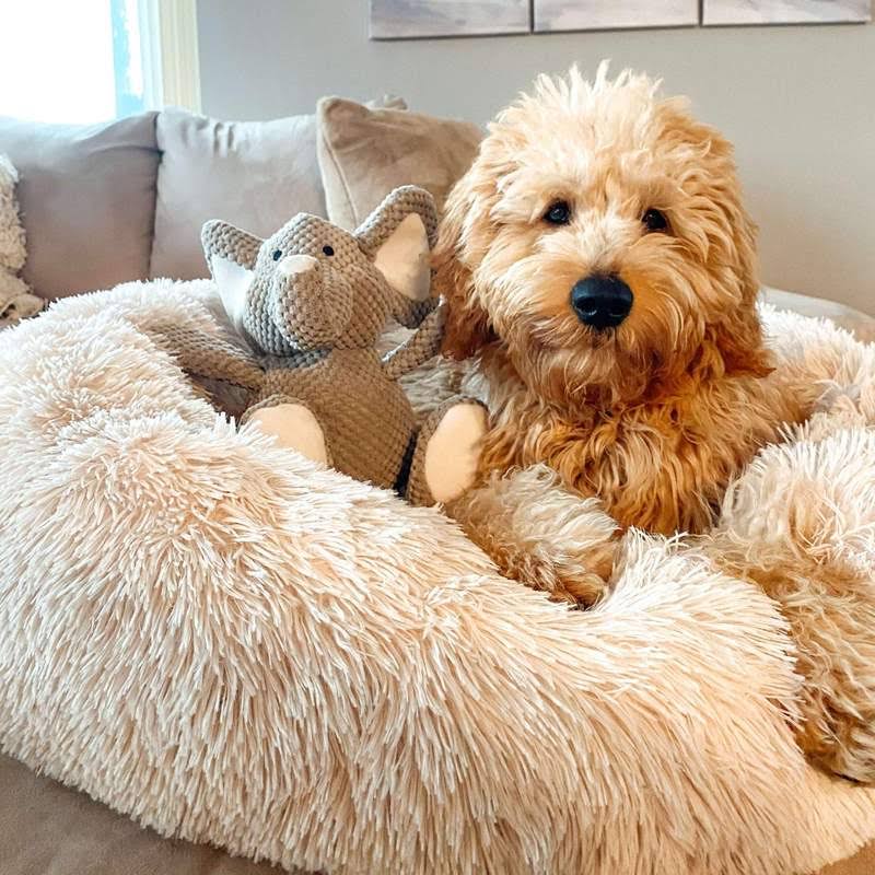 BowLift | Orthopedic Plush Donut Dog Bed