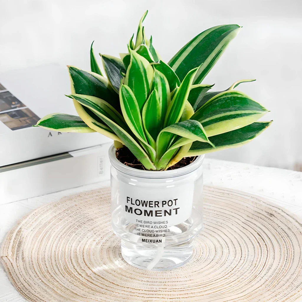BowLift | Self-Watering Transparent Succulent Planter
