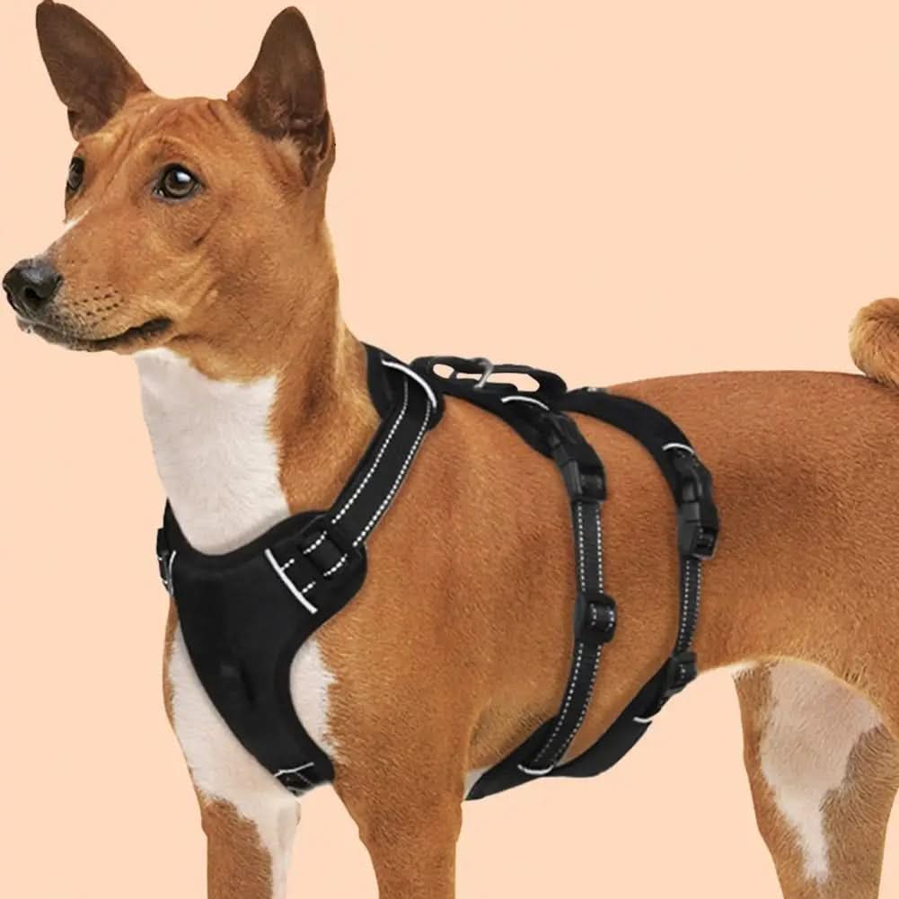 BowLift | Reflective & escape-proof for relaxed walks