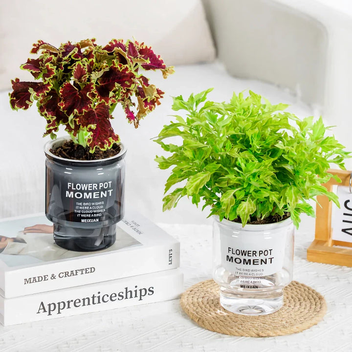 BowLift | Self-Watering Transparent Succulent Planter