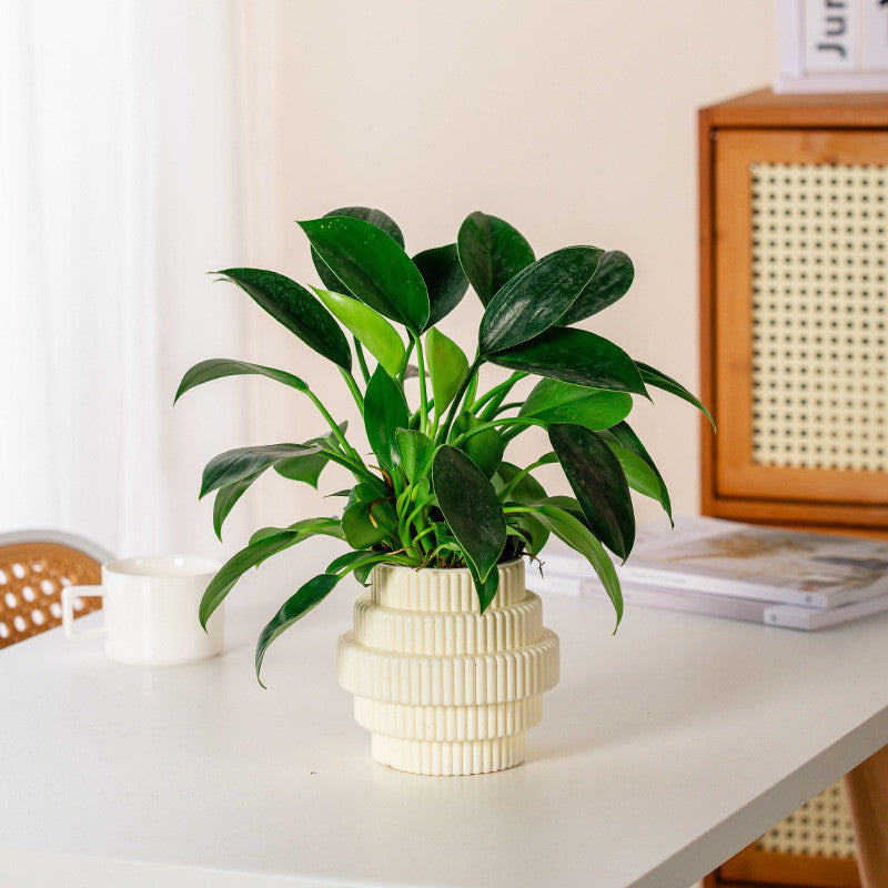 BowLift | Self-Watering Hydroponic Plant Pot – Modern Office Decor
