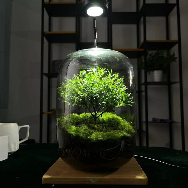 BowLift | Micro Landscape Glass Vase | Clear Terrarium Planter for Succulents & Home Decor