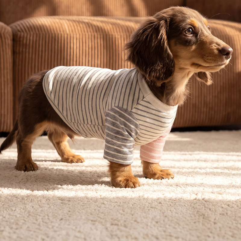 Two-legged house suit for dogs and cats, striped