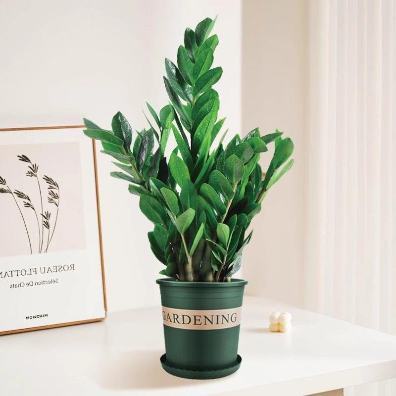 Money tree houseplant, various sizes