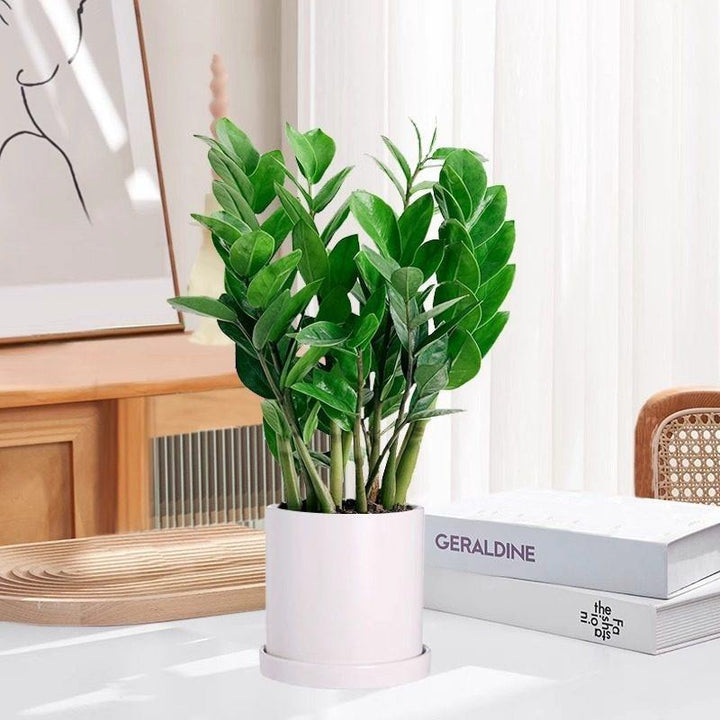 Money tree houseplant, various sizes