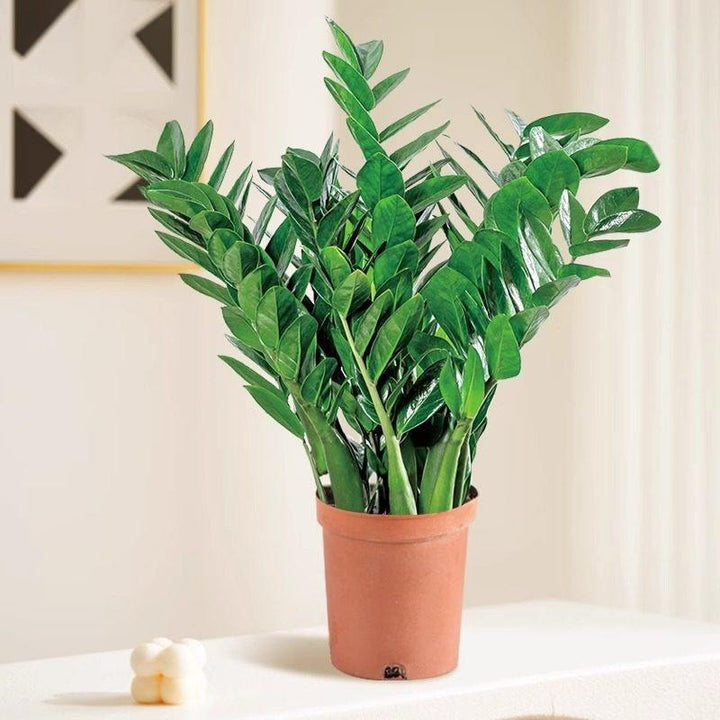 Money tree houseplant, various sizes