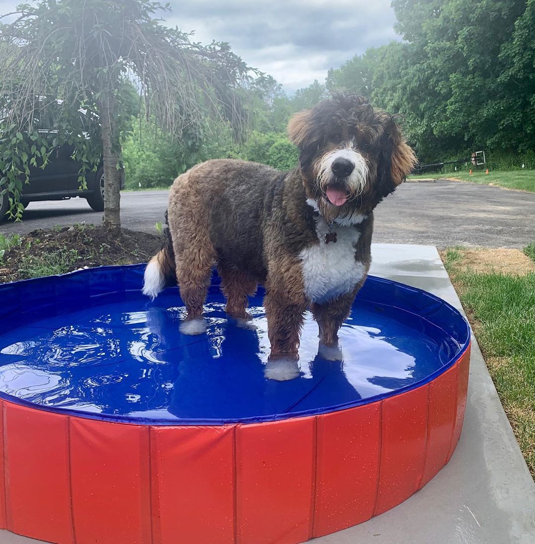 SplashZone • Dog Pool